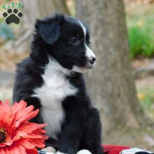 Celina, Border Collie Puppy